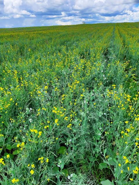 Field pea and canola planted together