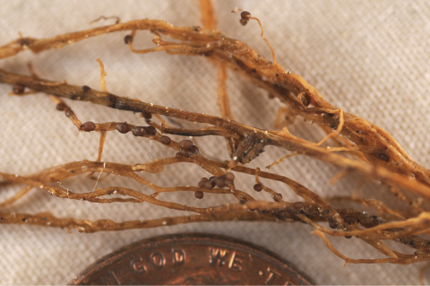 Figure 6. Brown SCN cysts on soybean roots.
