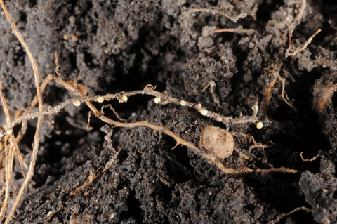 Figure 4. Cream-colored and lemon-shaped SCN cysts and nodule (R) on soybean roots.