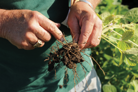 Figure 7. Dig (don’t pull) soybean roots when examining them for SCN.