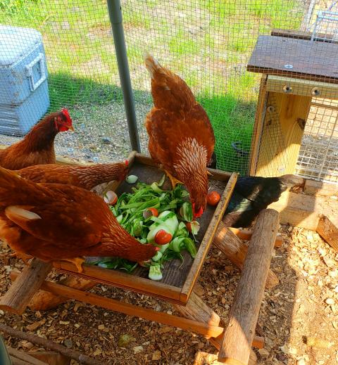 4 brown chickens eating vegetables in a pen