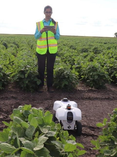 Research assistant operating a robot in a soybean breeding trial.jpg
