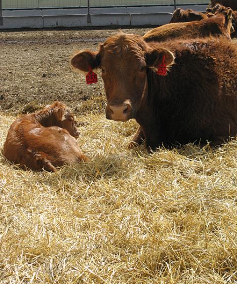 Bedding is important for beef cows and newborn calves.