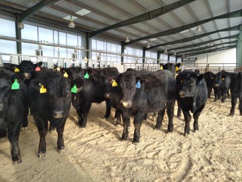 black cows with ear tags in a pen