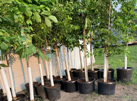 Potted trees