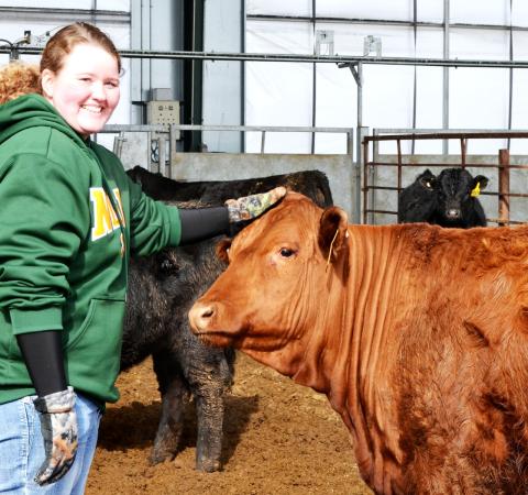 student posing with red angus cow in a pena