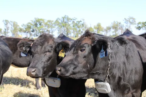 two black cows with virtual fence sensors around their neck