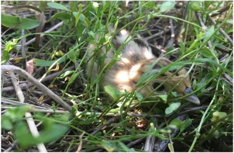 pheasant chick
