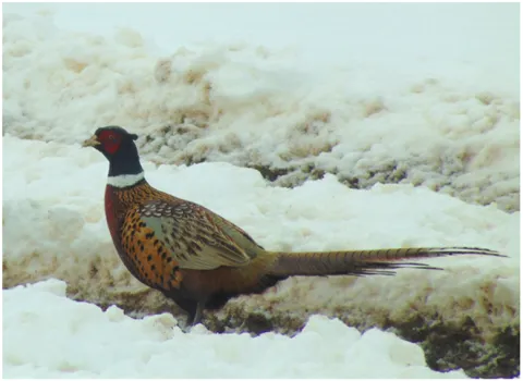 adult male pheasant
