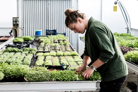 Female gardener standing in a greenhouse cutting