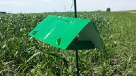 green tent trap in a wheat field