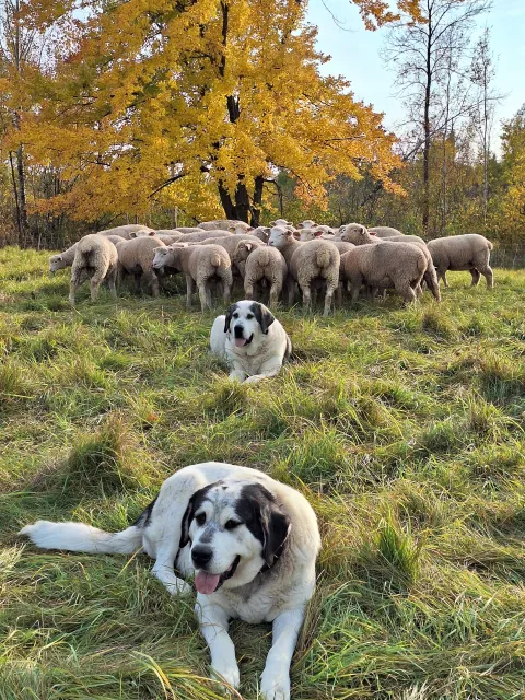 two guard dogs watch over a flock of sheep