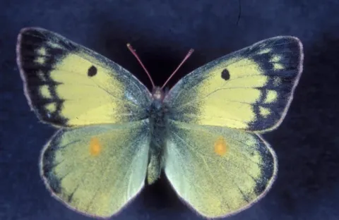 Alfalfa Butterfly