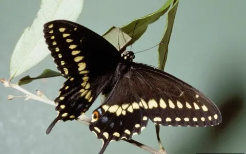 Black swallowtail