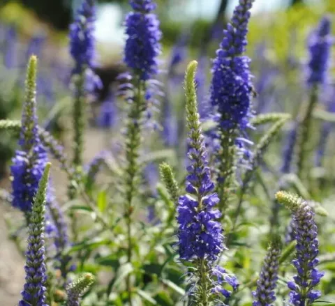 Blue flower