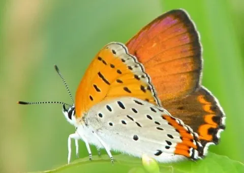 Bronze copper butterfly