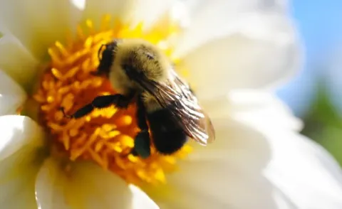 Bumble bee on flower