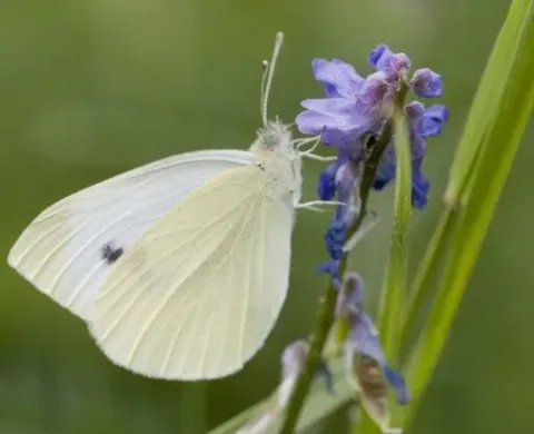 Cabbage Butterfly