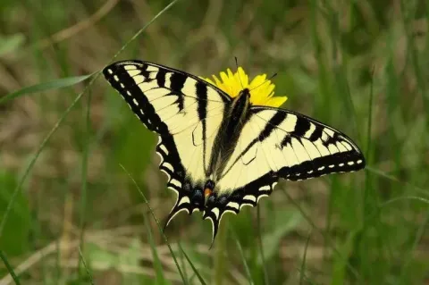 Canadian tiger swallowtail