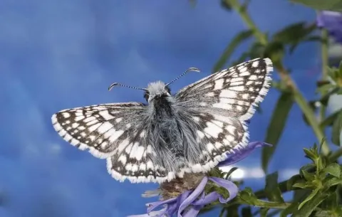 Checkered skipper