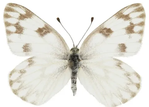 Checkered White Butterfly