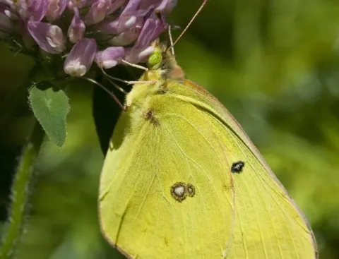 Clouded Sulfur Butterfly
