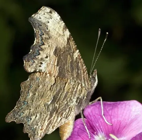 Comma butterfly