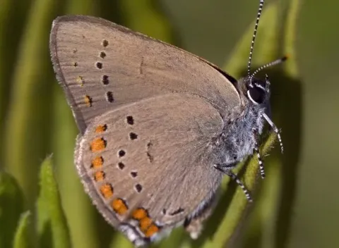 Coral hairstreak butterfly