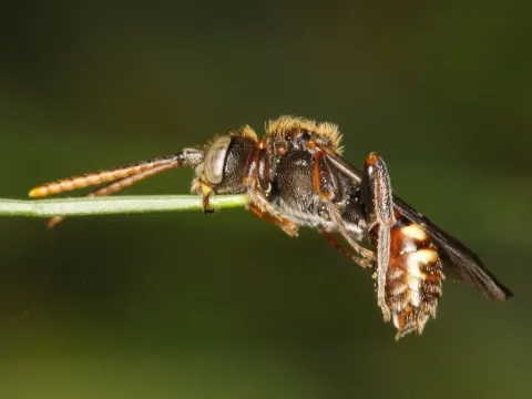cuckoo-bee-on-flower
