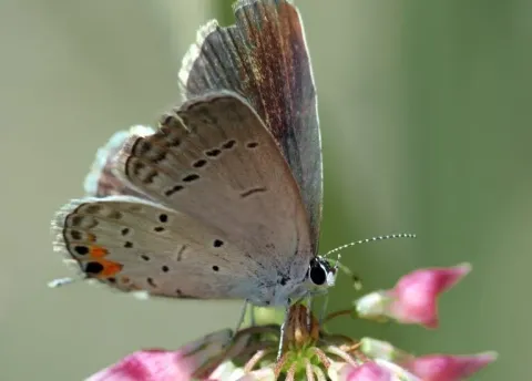 Eastern tailed blue butterfly