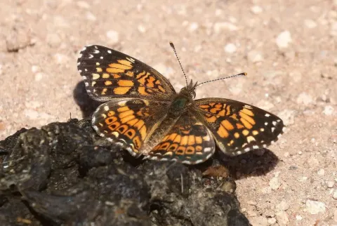 Gorgone checkerspot butterfly