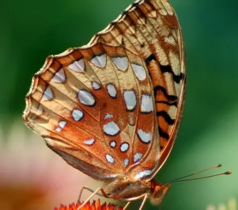 Great spangled fritillary