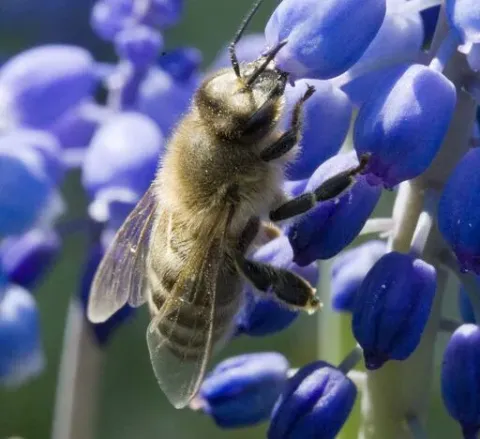 European Honey Bee on flower