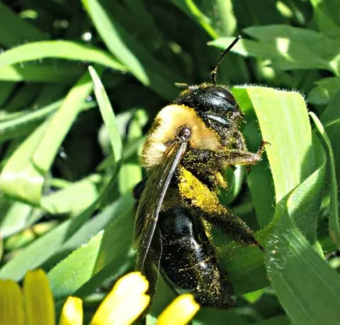 Large carpenter bee on flower