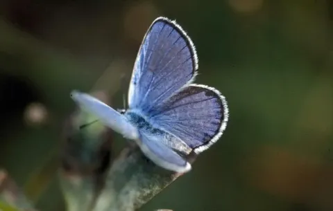 Melissa Blue Butterfly