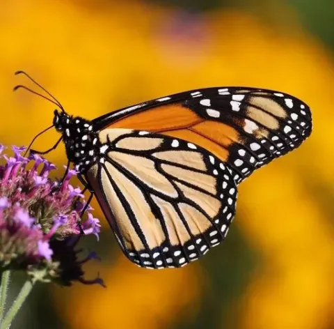 Monarch butterfly