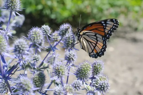 Monarch butterfly on plant
