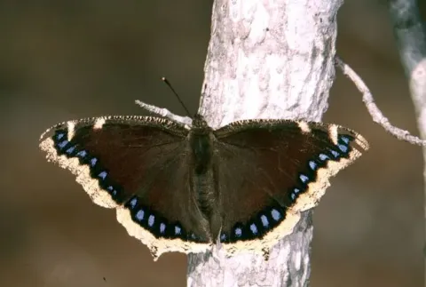 Mourning cloak butterfly