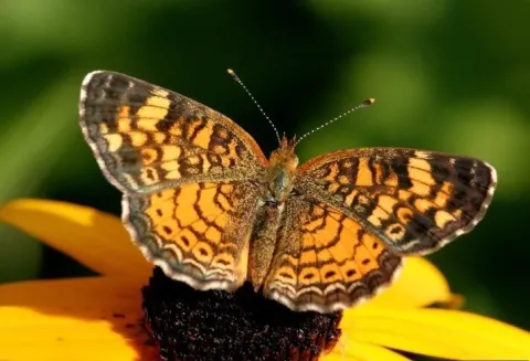Northern crescent butterfly