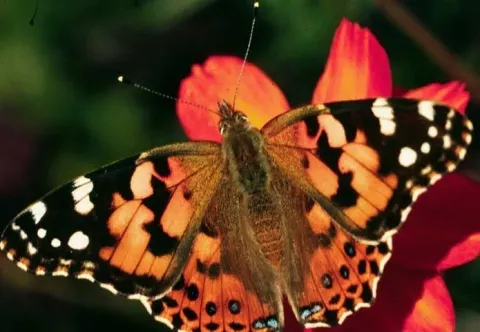 Painted lady butterfly