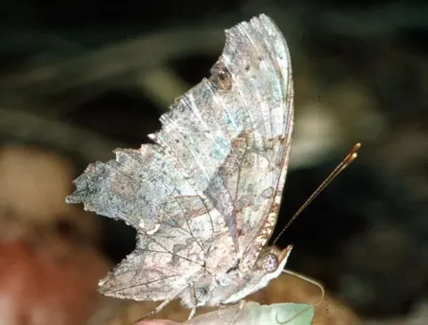 Question mark butterfly