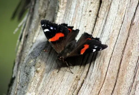 Red admiral butterfly