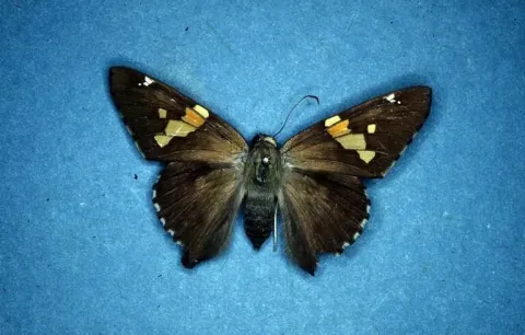  Silver spotted skipper