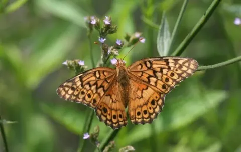 Variegated fritillary butterfly