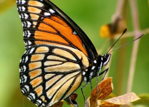 Viceroy butterfly