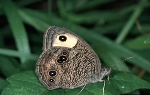 Common wood nymph butterfly