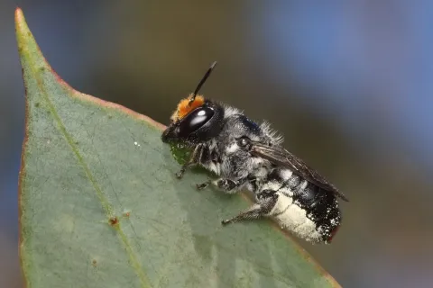 leafcutting bee on leaf
