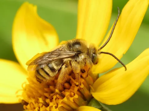 Long-horned bee on flower