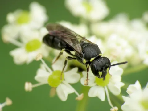 Masked bee on flower