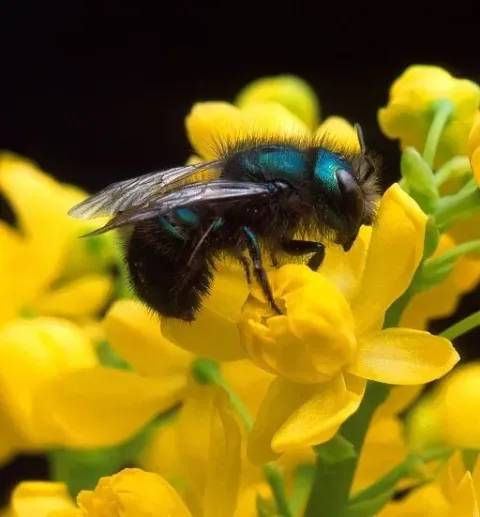 mason bee on flower